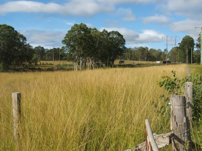 Giant Parramatta Grass_weed_02.jpg